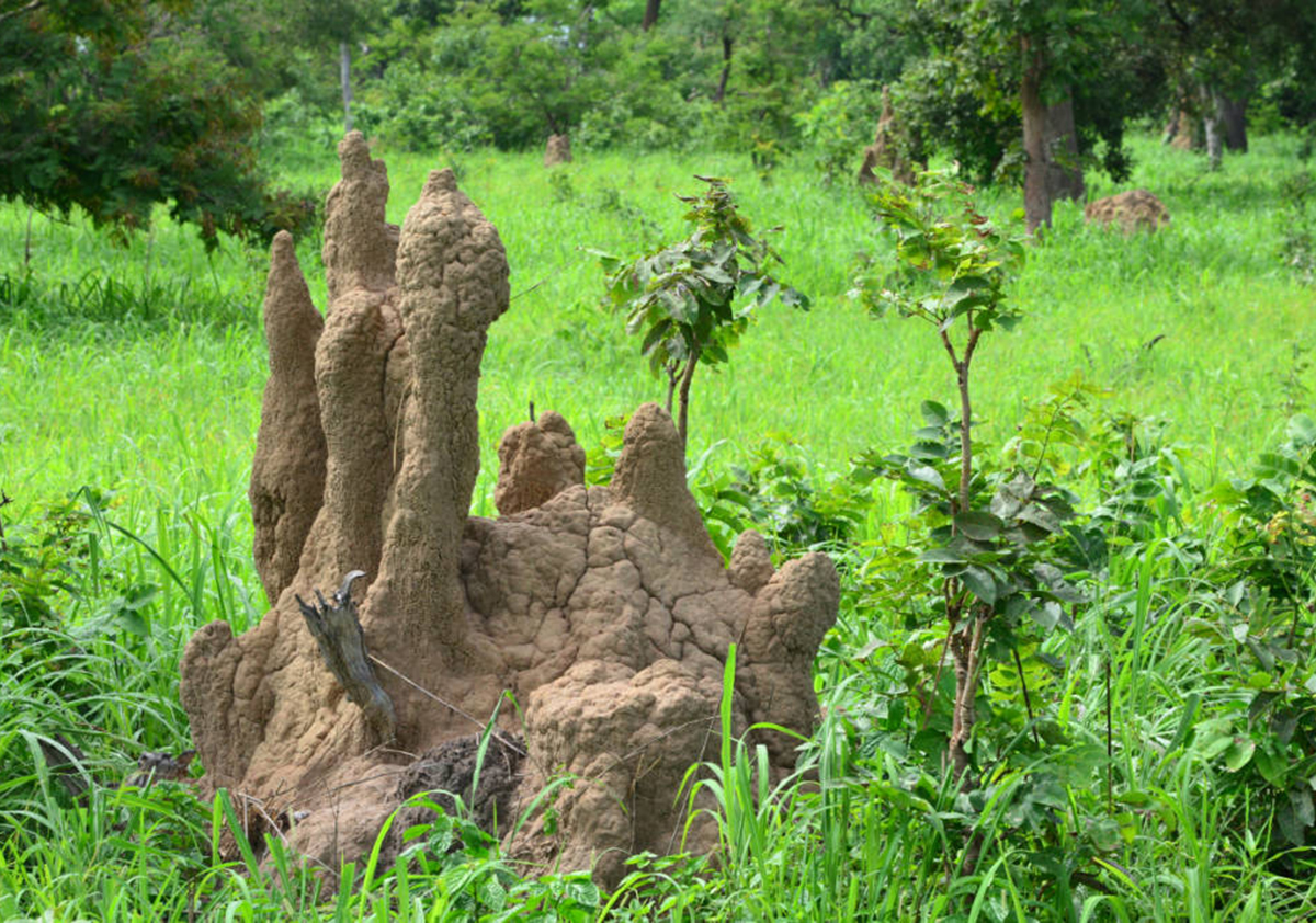 Termite mound sampling continues to pay off with Haranga defining two anomalies at Mandankoly